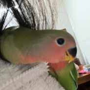 An orange cat eating dumplings