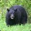 Russian Black Bear