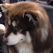 N0thing Gold Can Stay