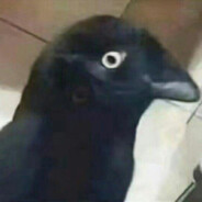 枫叶荻花欧克瑟