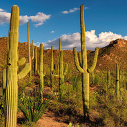WateredCactus