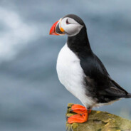 Puffin0990