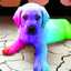 The Rainbow Dog