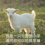 请问您要只兔子吗