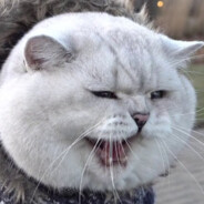 Neko