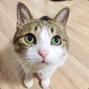 橙子哥哥orange Bro