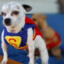 Super_Dog