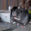 Gortis