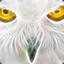 White Owl