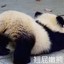 蠢亮亮qwq