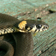 🅑.🅛.🅐.🅒.🅚.