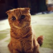 OLOF SEAL OF APPROVAL