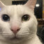 Canny Cat