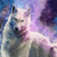 The white wolf (brunte)