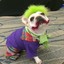 Joker dog