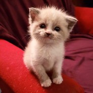 Джони Кошмар