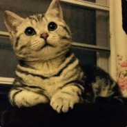 喜欢吃猫的秋刀鱼