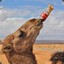 Aroused Camel