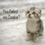 cookiekitty
