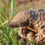 Mighty Pangolin