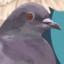 JeonPigeon