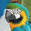 Kesha_Parrot