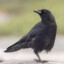 sixteencrows