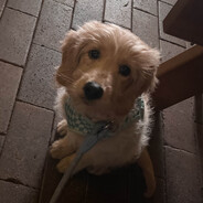 BinChicken - steam id 76561198352910589