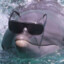 AngryDolphin