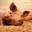 Allah Bacon