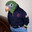 80085