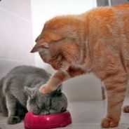 OddJob47 - steam id 76561197965476938