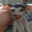 Goken_