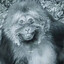 Monkey king