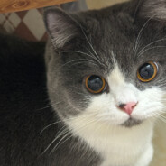 伊丽莎白汤姆陈三世