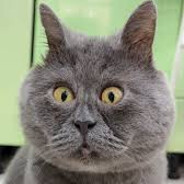 STARBOI - steam id 76561198264120555