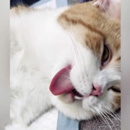 叫我靓仔