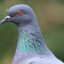 Quoth the Pigeon