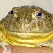 PapaThiqq_'s Avatar