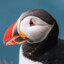 Polite Puffin