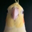 Papug