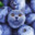 cats if they were blueberries
