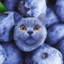 cats if they were blueberries