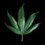 SMOKE_WEED_BITCH