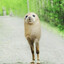 Foreskin Dog