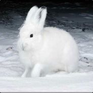 ThePolarRabbit avatar