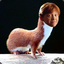 Ron Weasel