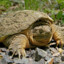 Common snapping turtle