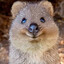 Quokka-cola