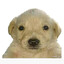 DOGE